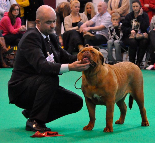 Indy best puppy Crufts 2011.jpg